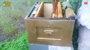 пчеловодство. отбираю мед под зонтиком вполне удобно