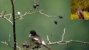 Черноголовый чекан   Saxicola torquata