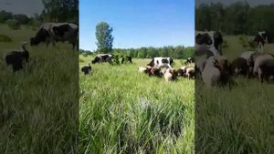 Как ловить овечку