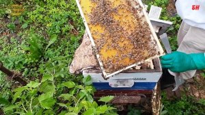 пасека, отводок, развитие полным ходом
