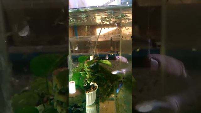 Подростки малахит начали окрашиваться. смотреть онлайн