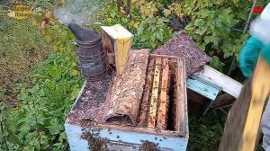 пчеловодство, что в гнезде у карники в сентябре