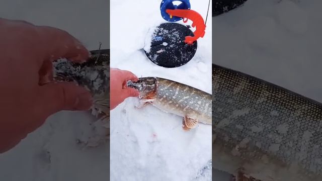 Рыбалка Щука на Жерлицы смотреть онлайн