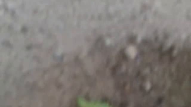 Гусиница супер мутант:О смотреть онлайн