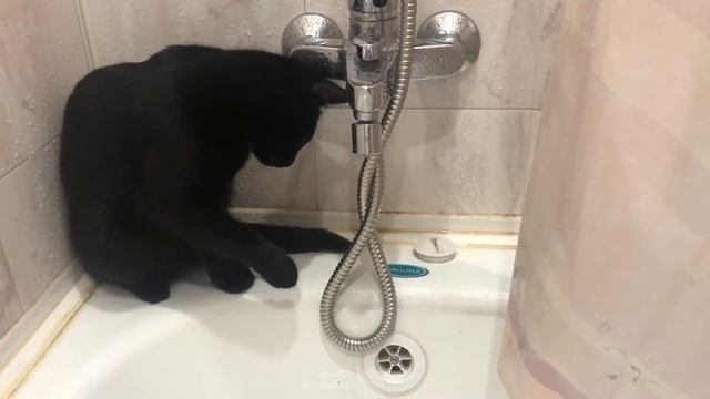 Котик ловит воду смотреть онлайн