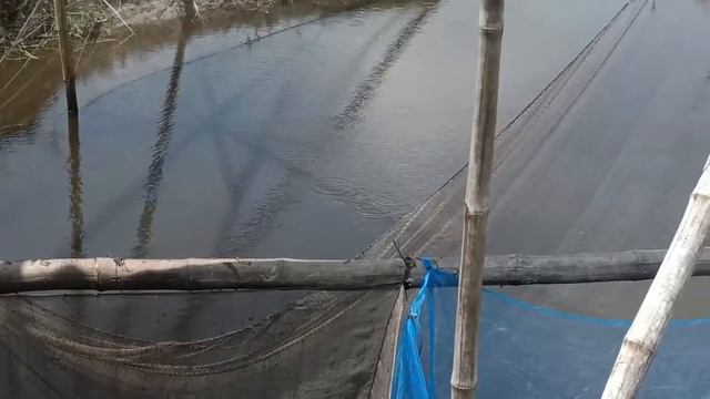 small fish video. bd village agro. cumilla village fishing video смотреть онлайн