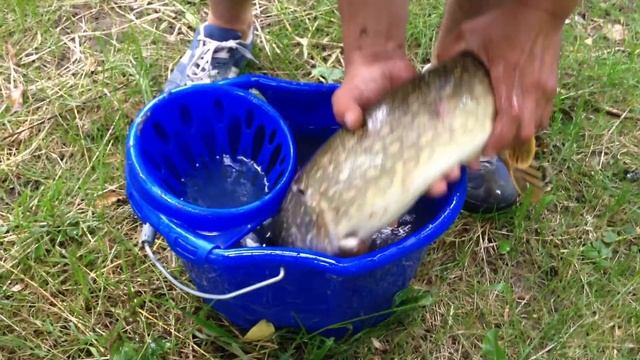 Щучка речная смотреть онлайн