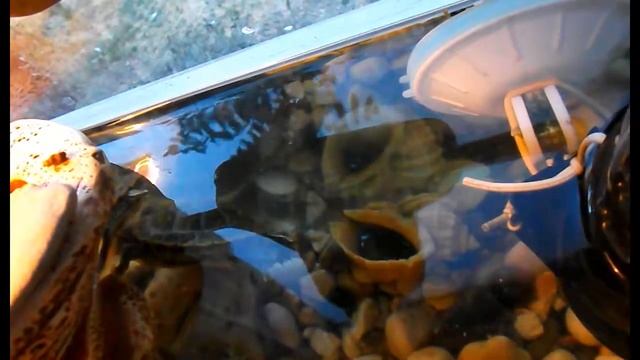 Черепахи съели Свинюшку) \(^o^)/ My crazy animal friends! смотреть онлайн