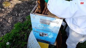 пчеловодство, метод демари спустя 1 и 2 недели