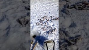 Рыбалка в Казахстане