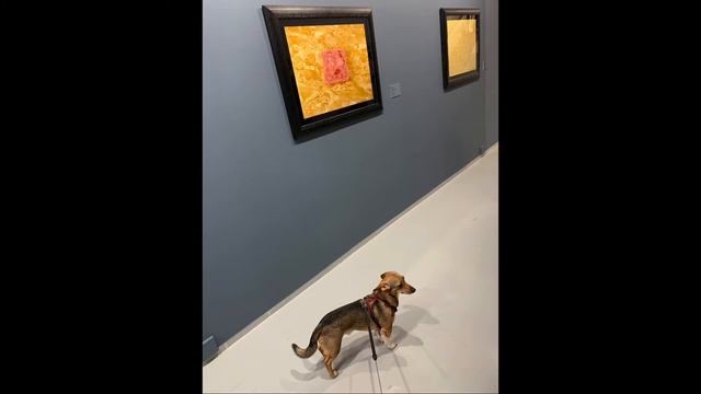 Dog and the City -2