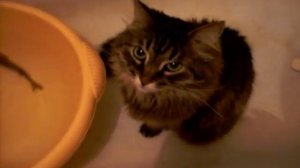 Кот ловит рыбу