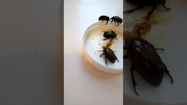 Мои  домашние  бронзовки
