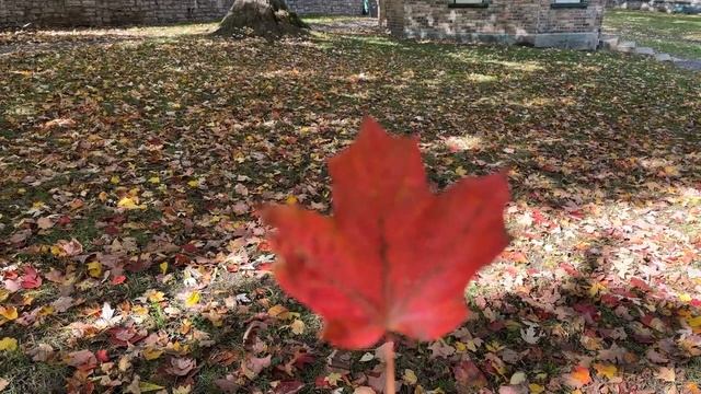 Алиса в Старом Квебеке Осень смотреть онлайн