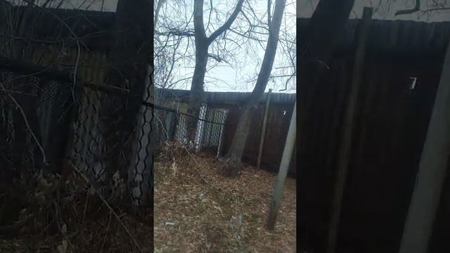 гуляем с басиками и лили смотреть онлайн