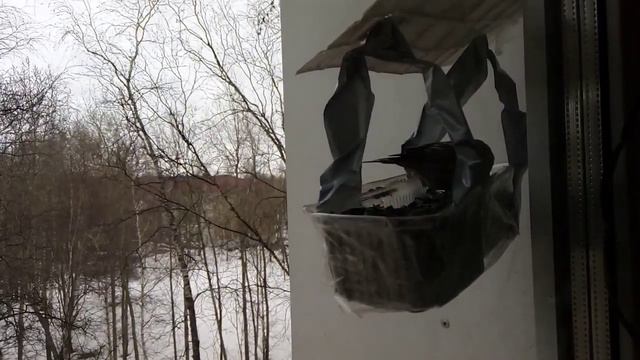 Прилетели в кормушку для синичек птички чечётки. Птички красивые, маленькие и нагленькие. смотреть онлайн