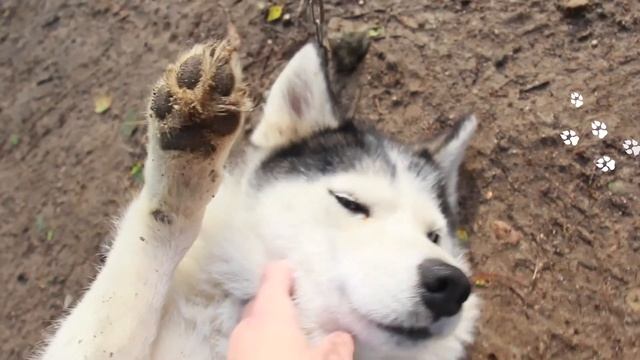 В поход с Хаски!