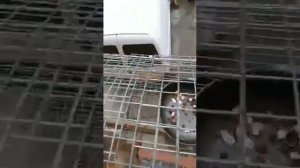 Белка вьет гнездо перед родами.