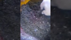 личинка черной львинки ест жмых кофейный