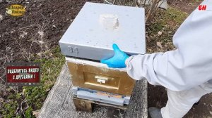 пчеловодство, Первомай - работа на пасеке, обработка чистотелом