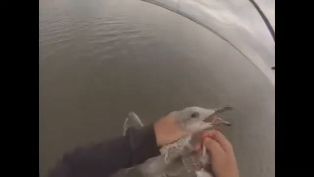 СЛУЧАЙ НА РЫБАЛКЕ!!! НЕОЖИДАННЫЙ УЛОВ!!!HD 2019 смотреть онлайн