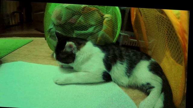 Вкусная лапка кота Тедди))) смотреть онлайн