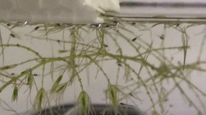 Мальки петушка   10 й день -  часть 1