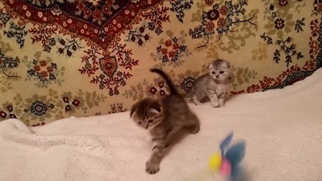 Мальчики вислоухие Шотландские смотреть онлайн