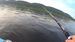 Ловим харюзей _ как ловят хариуса