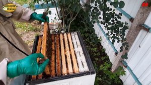 пасека, первый медок, будет ли он ?