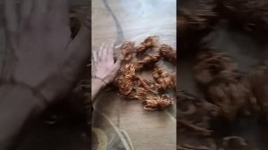 медь добываем из катушки