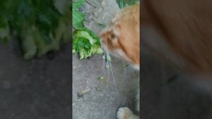 Рыжик ест огурец