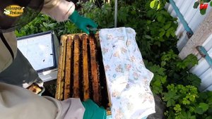 без удачи в пчеловодстве нельзя, подсадка матки