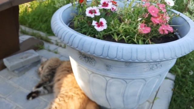 Лето взяло в руки краски смотреть онлайн