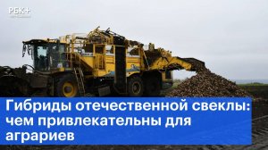 Гибриды отечественной свеклы: чем привлекательны для аграриев