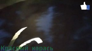 ловлю карася красного, ставлю вершу,