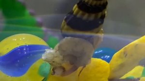 Улитка Хелена ест улитку Меланию