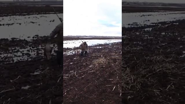 Охота на гуся смотреть онлайн