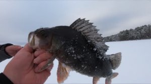 Первый лед! КИЛОГРАММОВЫЕ ОКУНИ на ЖЕРЛИЦУ!!