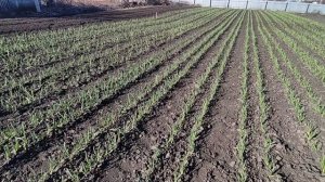 Чеснок на 30.04.2024