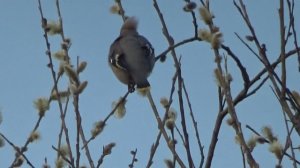 Чем питаются свиристели 2