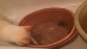 Кот ловит рыбу  // Cat catches fish :)))