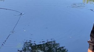 ловля красноперки. Рыбалка на пруду