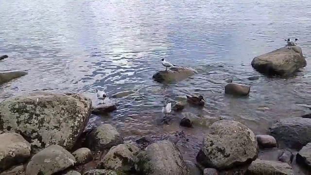 Путешествие в Санкт Петербург.Петергоф смотреть онлайн