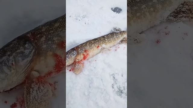 первый лёд зимняя рыбалка на жерлицы смотреть онлайн