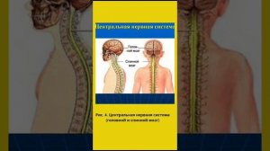 9 класс биология. Нервная система человека. Скрипиникова Л. 9Г