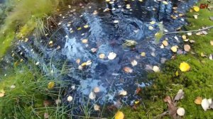 почему подох карась?