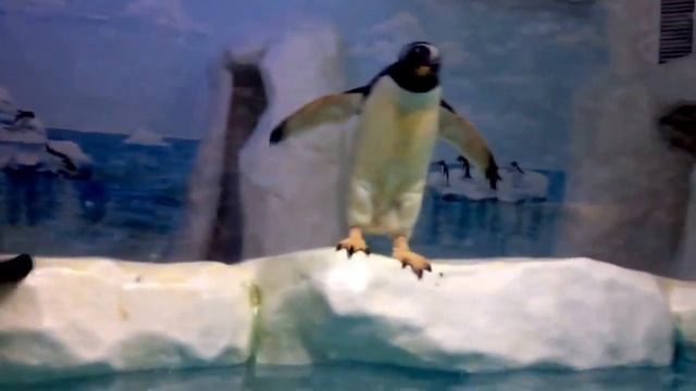 Пингвинарий. Лазаревское