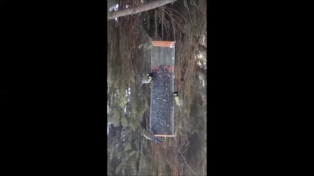 Синицы на кормушке смотреть онлайн