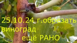 25.10.24г.Обрезать виноград РАНО.